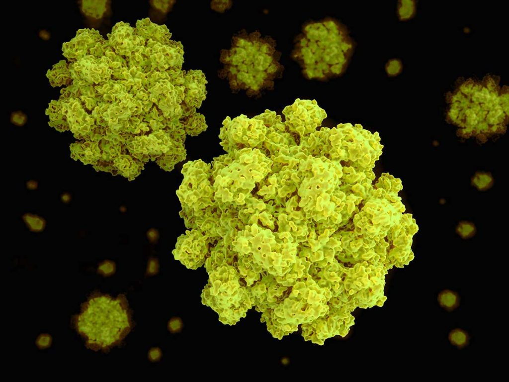 Norovirus - Infecții 
